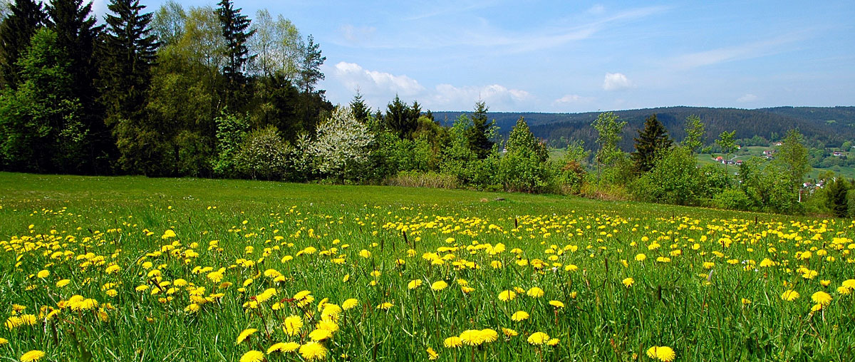 Wunderschöne Naturlandschaft im Bayerischen Wald